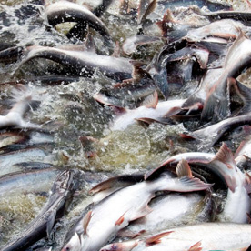 Sản phẩm chuyên dùng cho cá, ếch, lươn