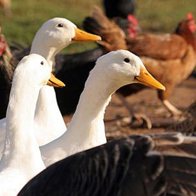 Sản phẩm chuyên dùng cho gà, vịt, cút