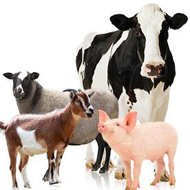 Sản phẩm chuyên dùng cho heo, bò, dê, cừu