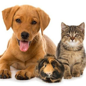 Sản phẩm chuyên dùng cho chó, mèo