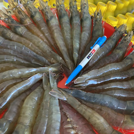 Sản phẩm chuyên dùng cho nuôi tôm công nghệ cao và xử lý ao nuôi tôm